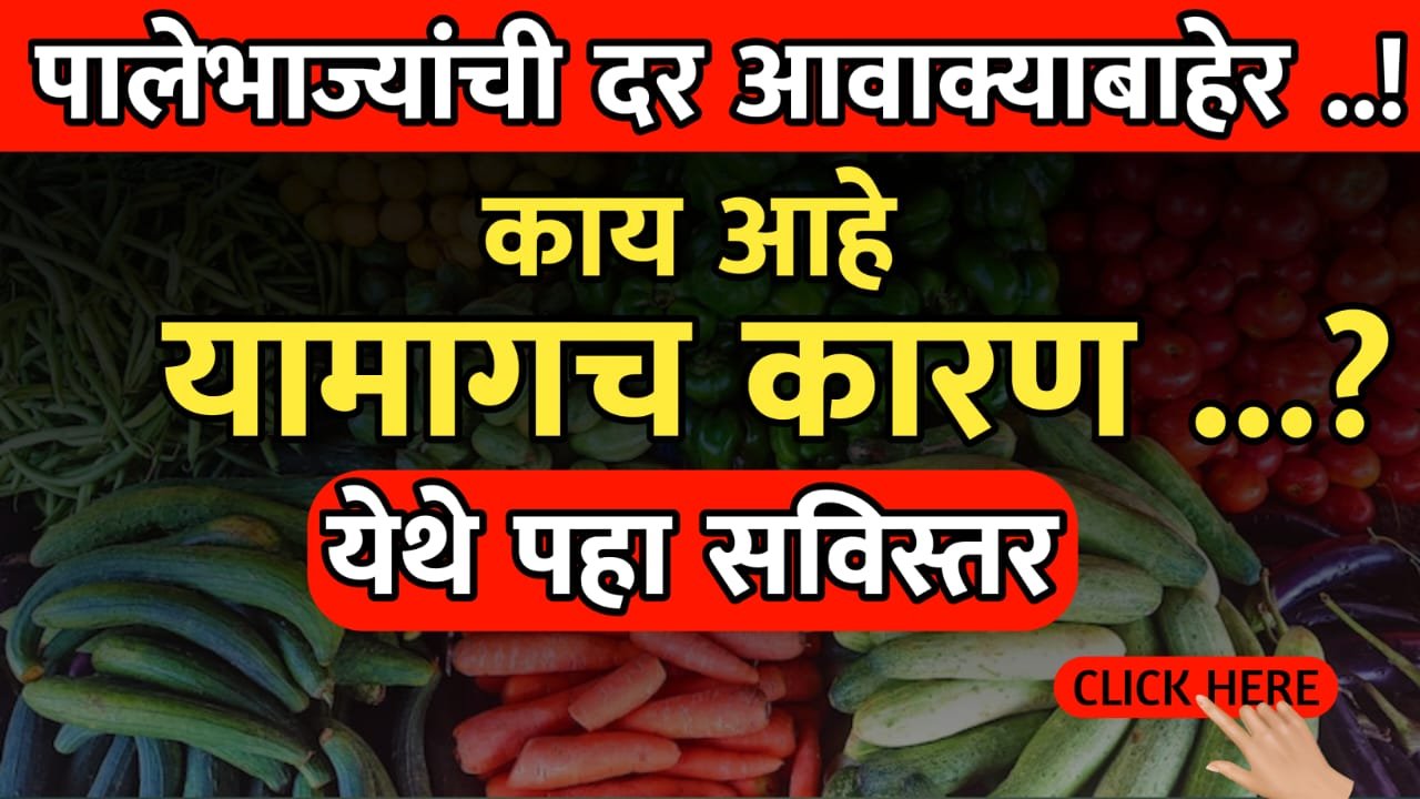 पालेभाज्यांचे दर आवाक्याबाहेर