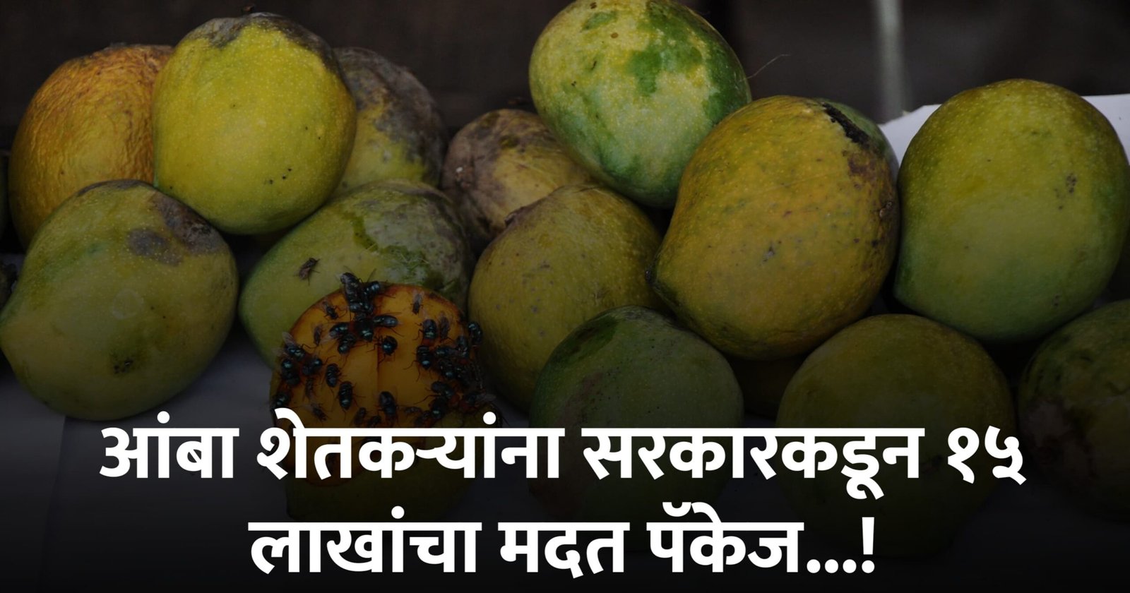 आंबा शेतकऱ्यांना सरकारकडून १५ लाखांचा मदत पॅकेज